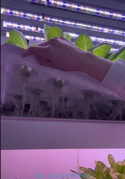 Agriculture Farming Vegetables - f Greenhouse Agricultural Equipment Grow Mushroom