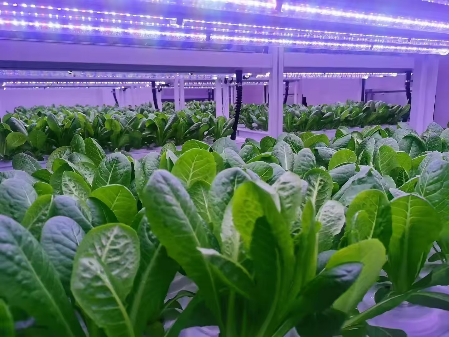 f Greenhouse Agricultural Equi - Agriculture Farming Vegetables 评论和价格